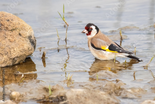 European goldfinch or Carduelis carduelis swimming on the lake, taking a bath on the river photo