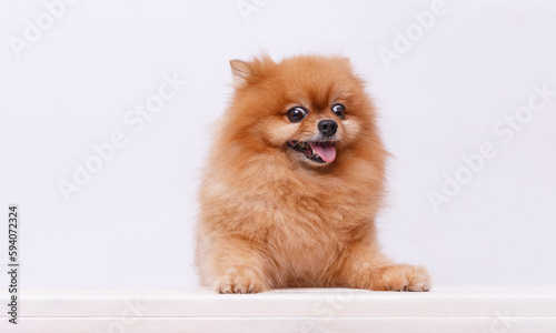 Portrait Pomeranian dog is sitting at the table on gray background. Make room for the text. Wide-angle horizontal wallpaper or web banner.