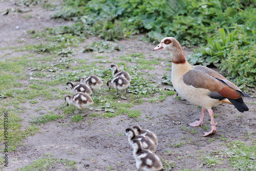 Baby Egyptian goose and family in the riverside, Spring, England