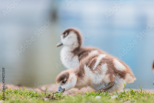 Baby Egyptian goose in the riverside  Spring  England