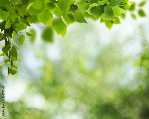Summer backgrounds with birch foliage over blurred backgrounds