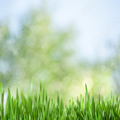 Summer backgrounds with green grass over blurred backgrounds