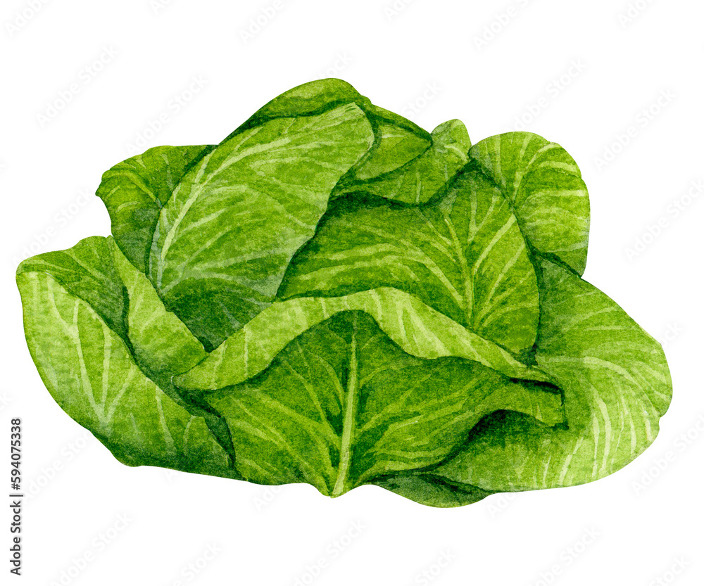 Fresh head of cabbage. Watercolor element on the theme of gardening, harvesting, healthy eating, illustrations of ingredients for recipes and menus. Fresh head of cabbage. Watercolor element on the theme of gardening, harvesting, healthy eating, illustrations of ingredients for recipes and menus.