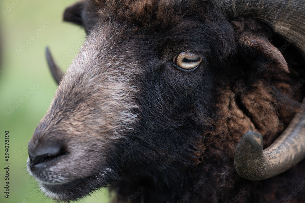 Close-up and portrait of a Heidschnucke, a hairy sheep with round horns. The fur is dark. The focus is on the eye. Close-up and portrait of a Heidschnucke, a hairy sheep with round horns. The fur is dark. The focus is on the eye.