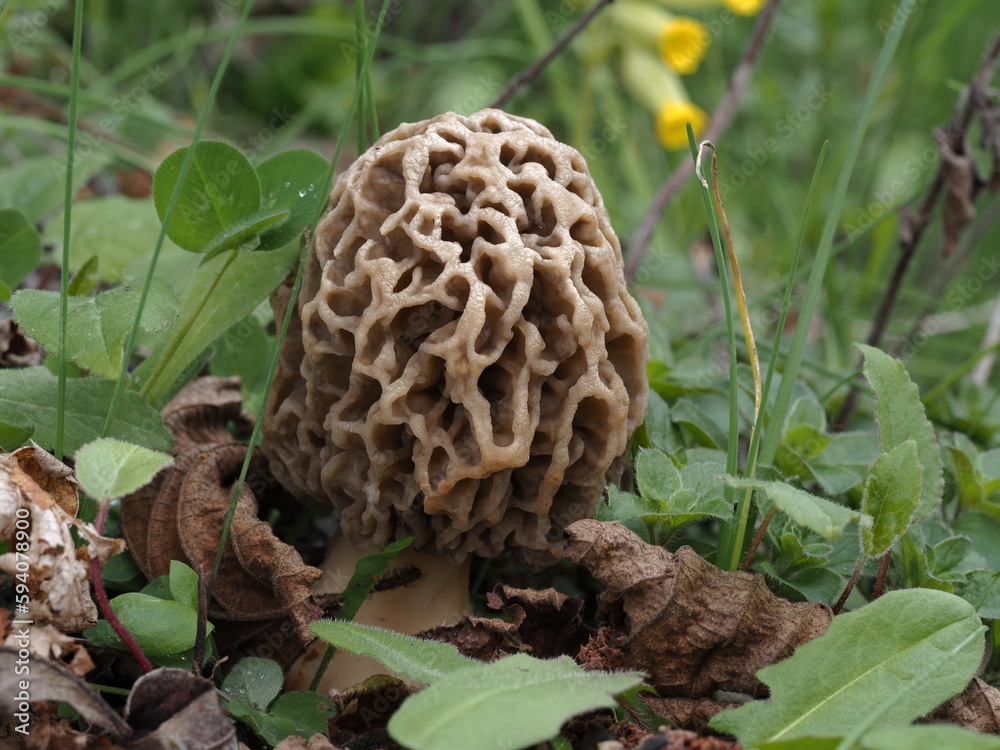 Speisemorchel in einer Frühlingswiese Speisemorchel in einer Frühlingswiese