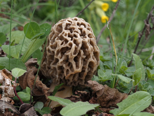 Speisemorchel in einer Frühlingswiese