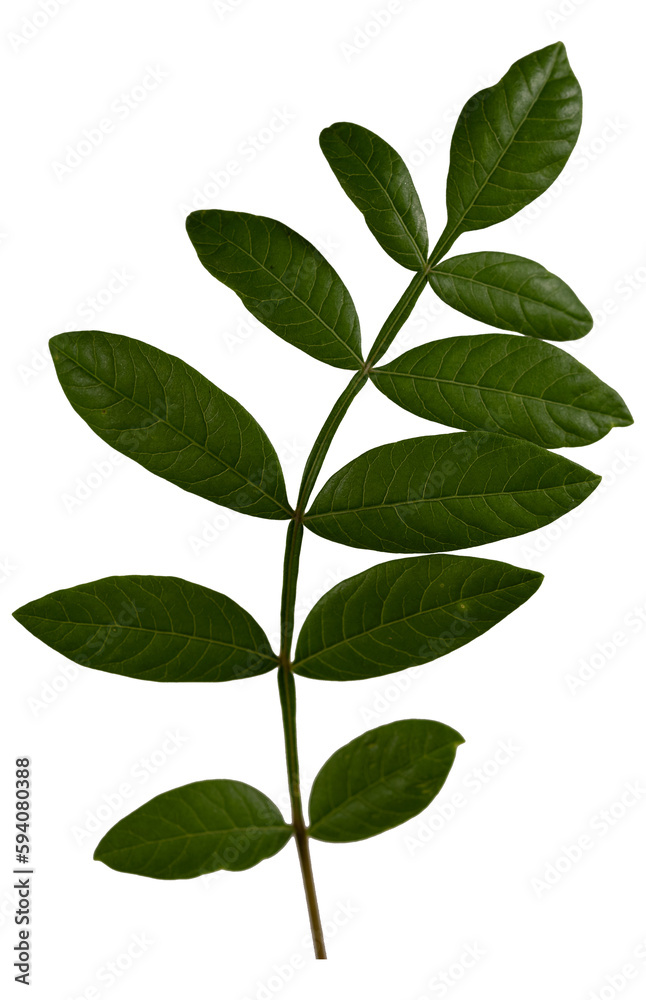 Fototapeta premium Winged Sumac Leaves