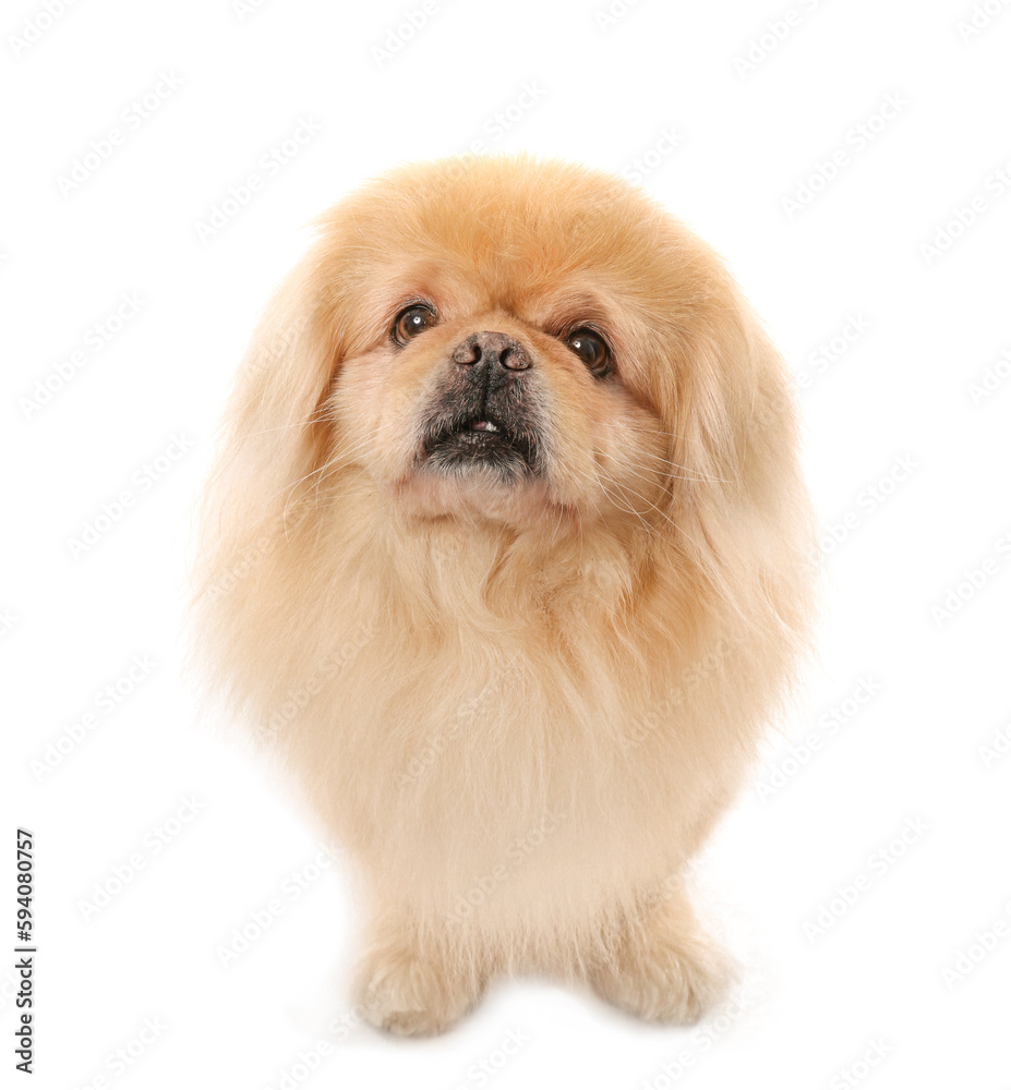 Cute Pekingese dog on white background Cute Pekingese dog on white background