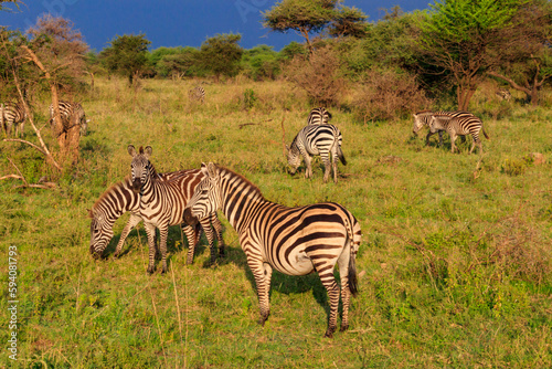 Herd of zebras in savanna in Serengeti national park in Tanzania. Wildlife of Africa