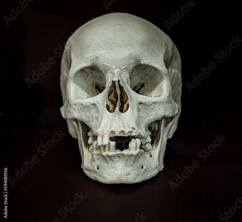 real human skull on black