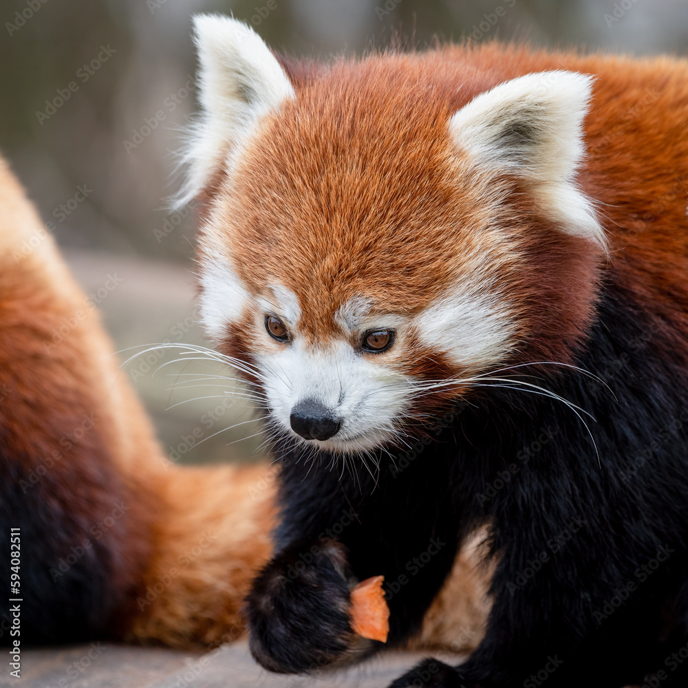 Red Panda Feeding on Bamboo Shots Red Panda Feeding on Bamboo Shots