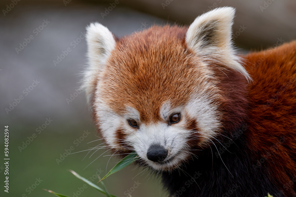 Red Panda Feeding on Bamboo Shots Red Panda Feeding on Bamboo Shots