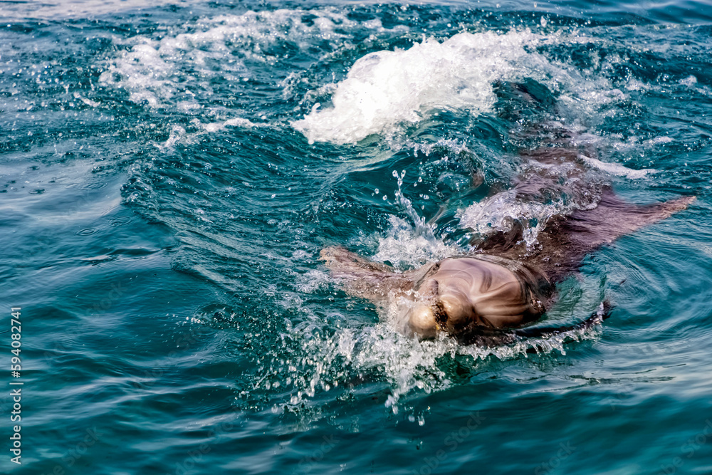 Obraz premium a very cute playful dolphin in the water