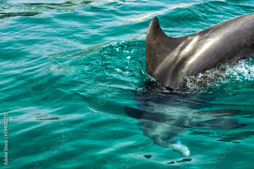 a very cute playful dolphin in the water