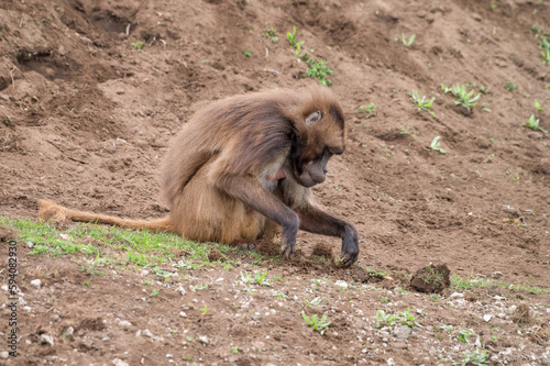 Gelada Monkey Foraging in the Ground