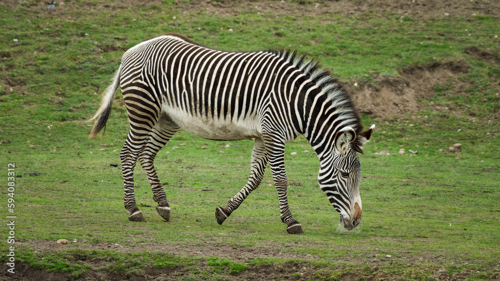 Grevy's Zebra Walking on Grass Grevy's Zebra Walking on Grass