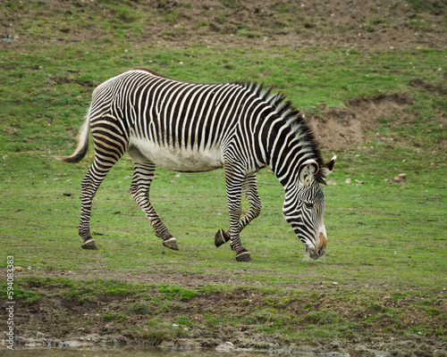 Grevy s Zebra Walking on Grass