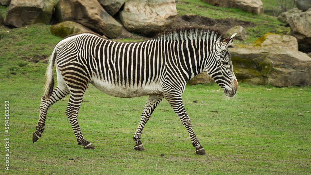 Grevy's Zebra Walking on Grass Grevy's Zebra Walking on Grass