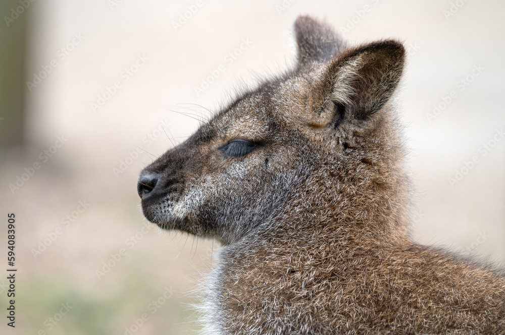 Close Up Wallaby Side Profile