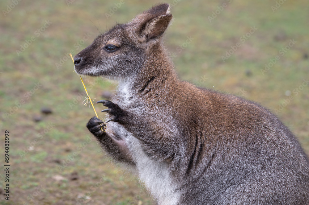 Wallaby Chewing on a Stick