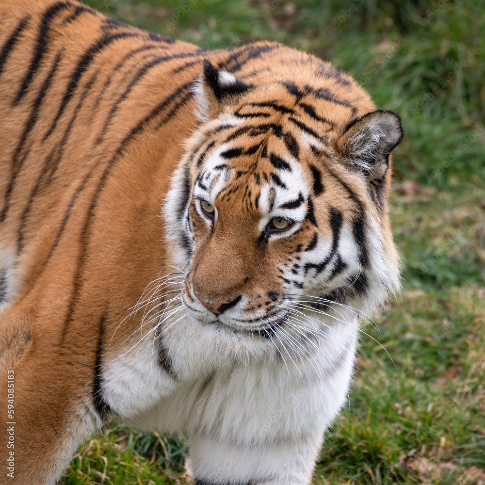 Amur Tiger Close Up