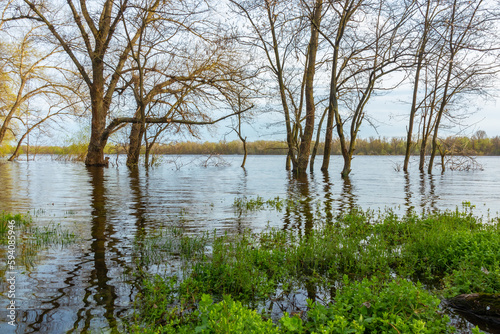 A large river overflowed its banks during the spring flood. Trees in the water, river floodplain
