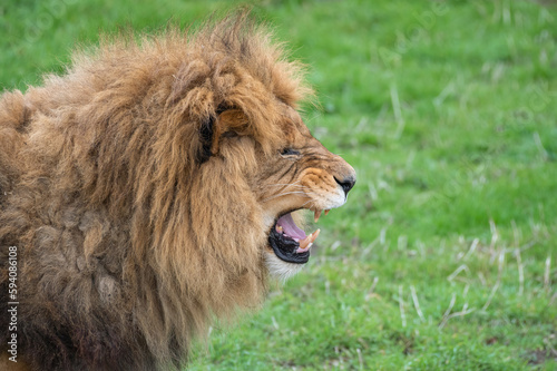 Fototapeta Naklejka Na Ścianę i Meble -  Male Lion Snarling