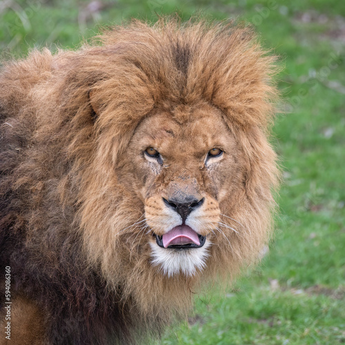 Male Lion Looking at Camera