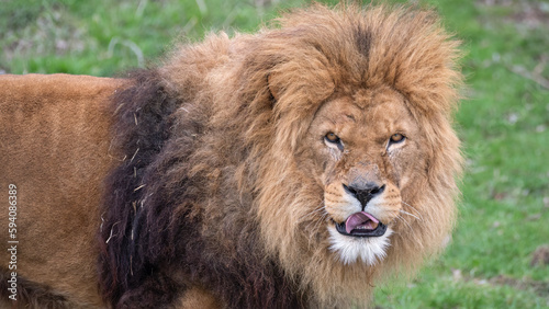 Male Lion Looking at Camera