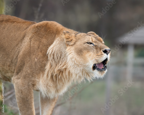 Female Lion Growling