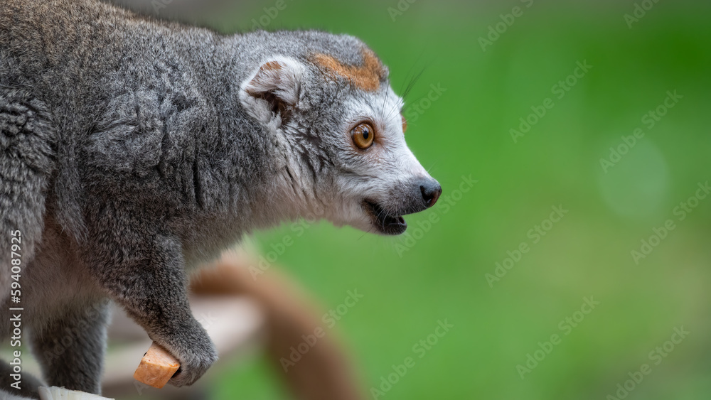 Female Crowned Lemur Sitting on the Ground Feeding