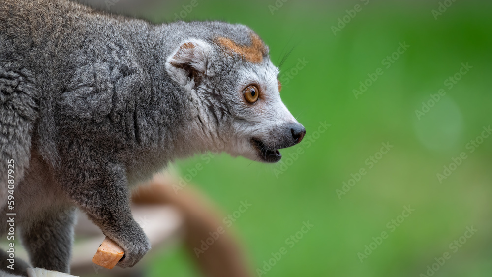 Female Crowned Lemur Sitting on the Ground Feeding Female Crowned Lemur Sitting on the Ground Feeding