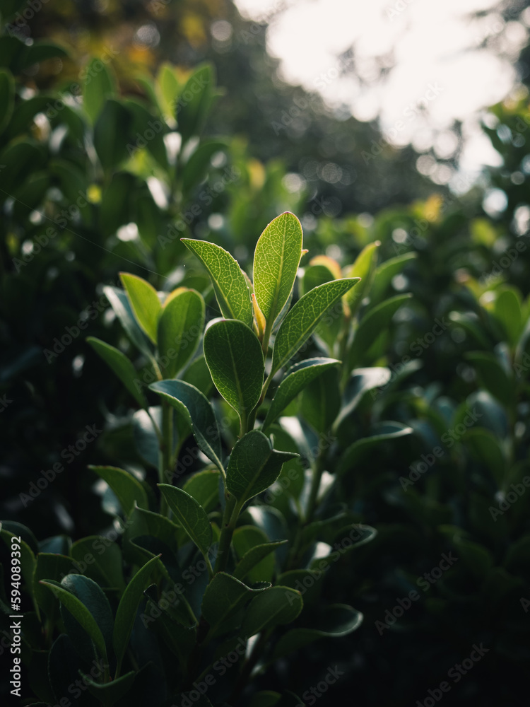 Obraz premium Green leaves