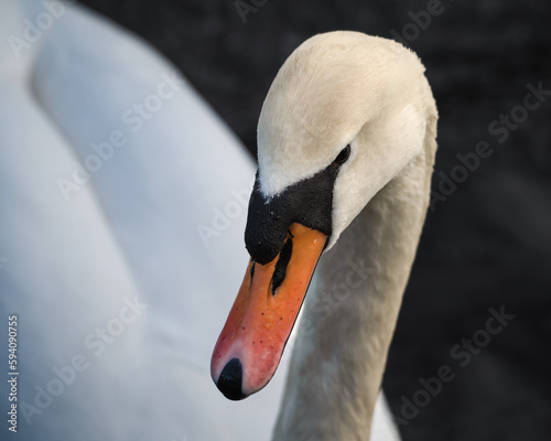 Adult Swan Close-Up Front View