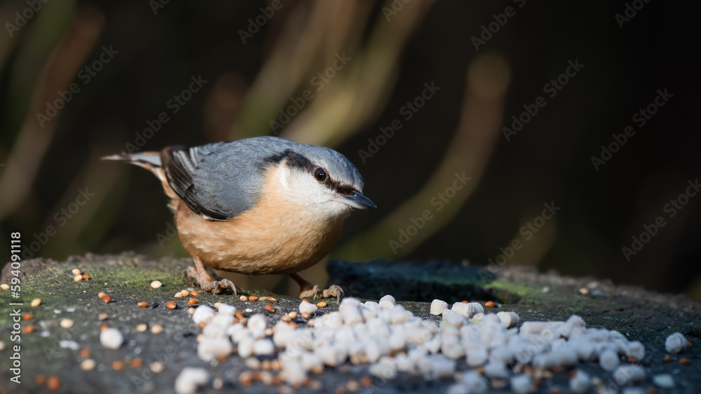 Fototapeta premium Nuthatch Feeding on an Old Tree Stump