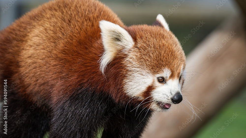 Red Panda Feeding on Bamboo Shots Red Panda Feeding on Bamboo Shots
