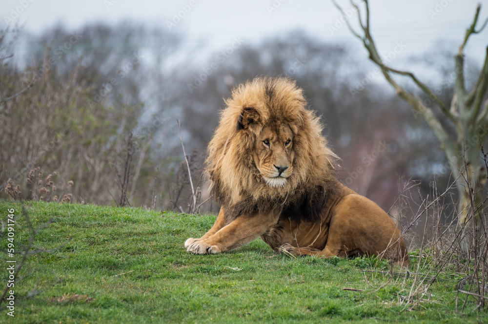 Naklejka premium Male Lion Resting on Grass