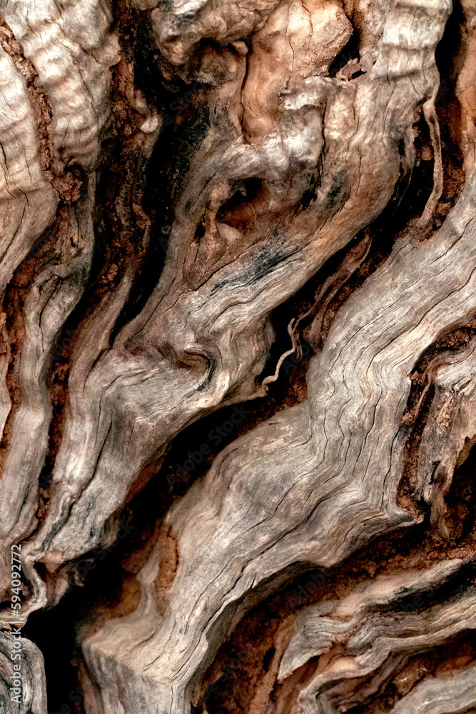 bark of an olive tree bark of an olive tree