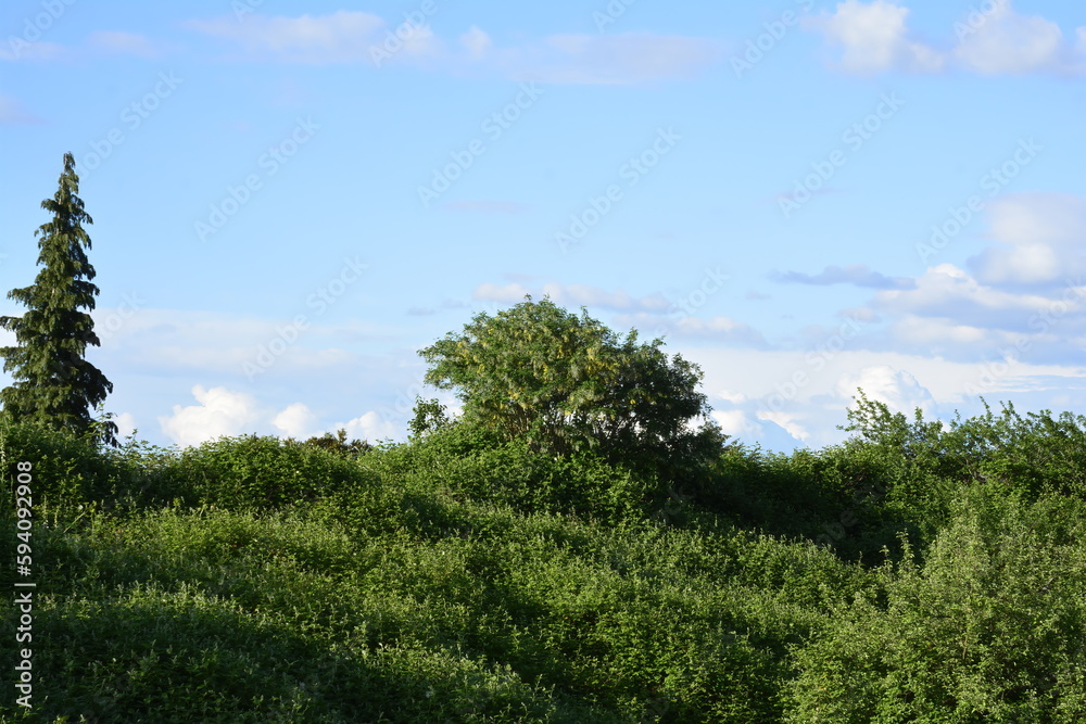 Obraz premium Green landscape