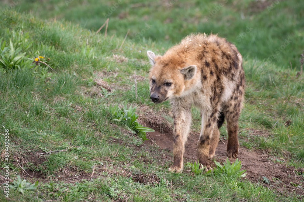 Obraz premium Spotted Hyena Walking on Grass