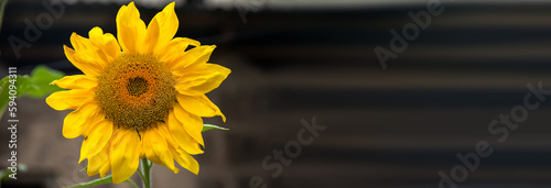 Fototapeta Naklejka Na Ścianę i Meble -  sunflower in the field