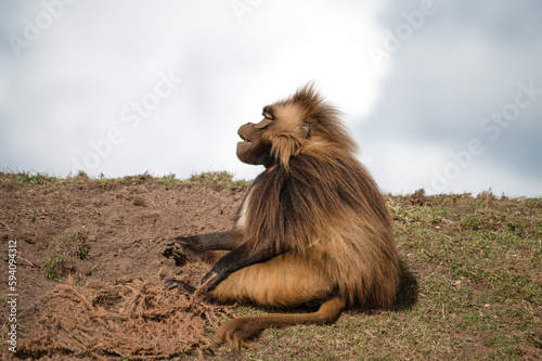 Large Gelada Monkey resting
