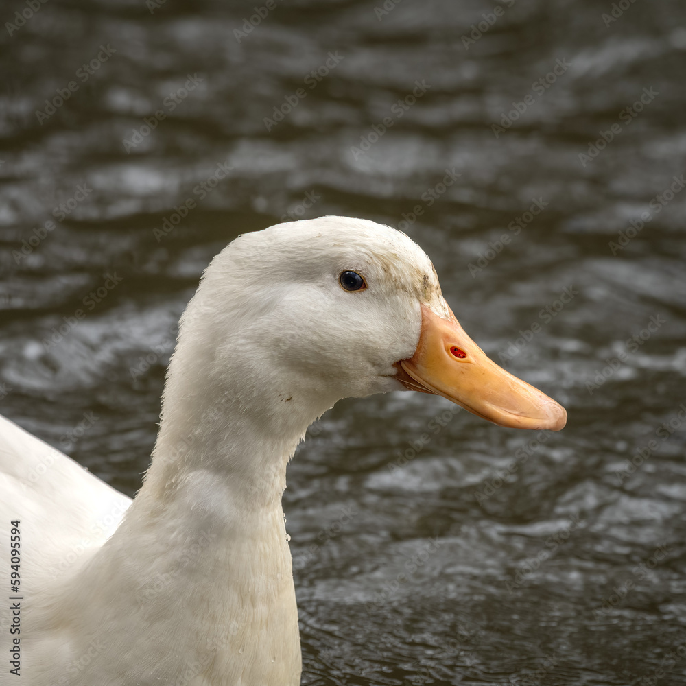 Fototapeta premium American Peking Duck Floating on Water