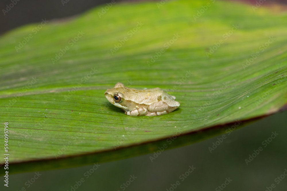 Painted reed frog or marbled reed frog (Hyperolius marmoratus) Painted reed frog or marbled reed frog (Hyperolius marmoratus)