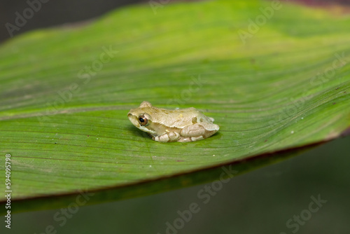 Painted reed frog or marbled reed frog (Hyperolius marmoratus)