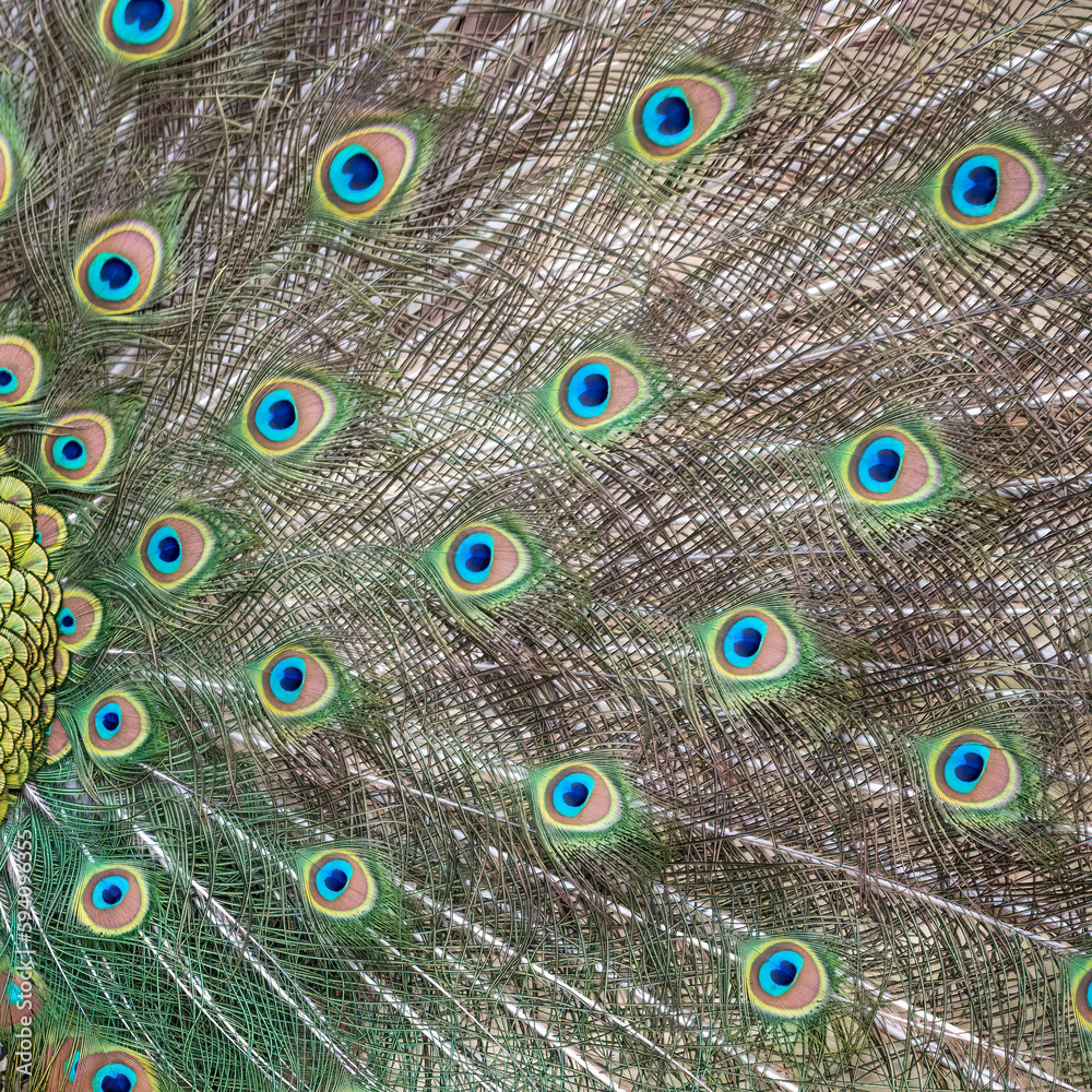 Obraz premium Peacock Tail in Full Display