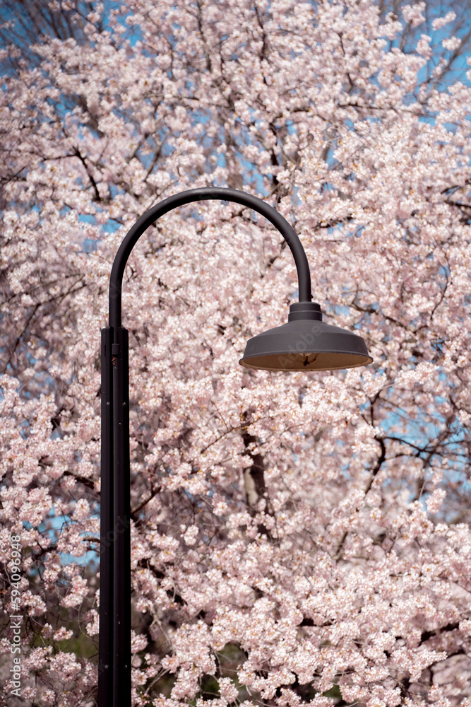 Street lamp in cherry blossom