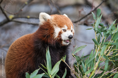 Red Panda Feeding on Bamboo Shots