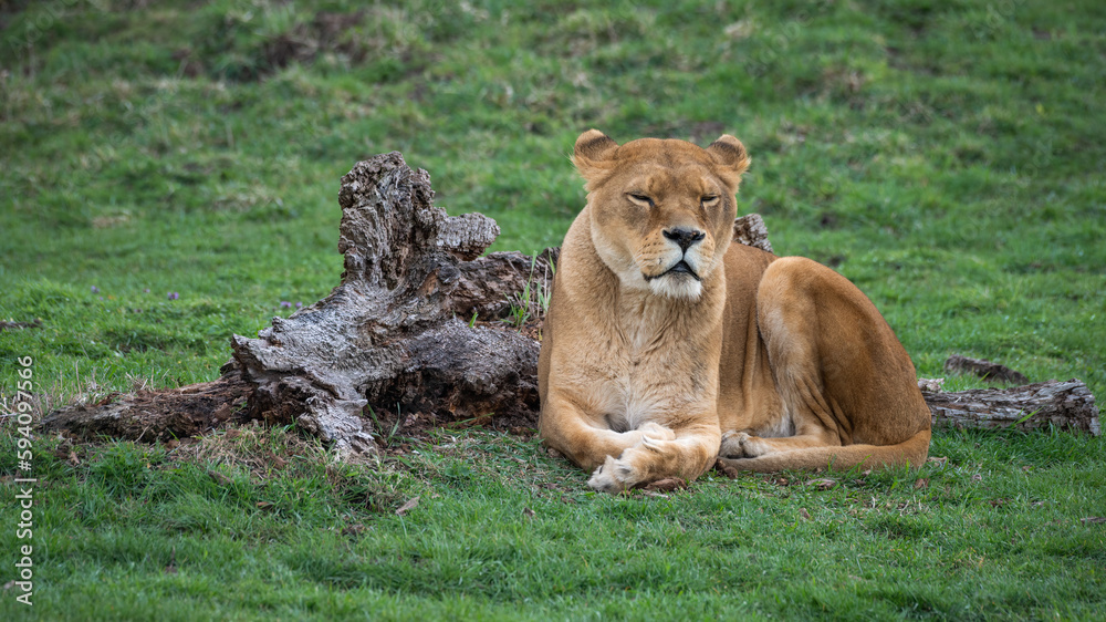 Female Lion Resting Female Lion Resting