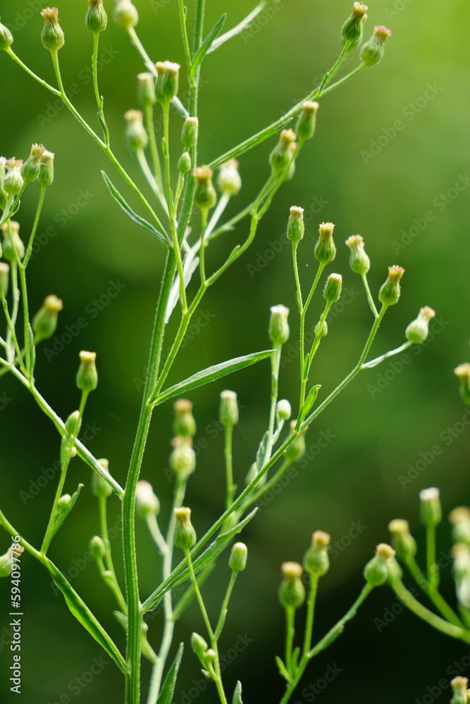 Green jelantir (Also called erigeron bonariensis, monyenyen, erigeron linifolius, conyza sumatrensis) with a natural background. Used in herbal medicine